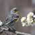 Yellow-rumped Warbler